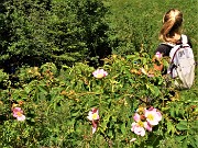 68 Rosa canina 
